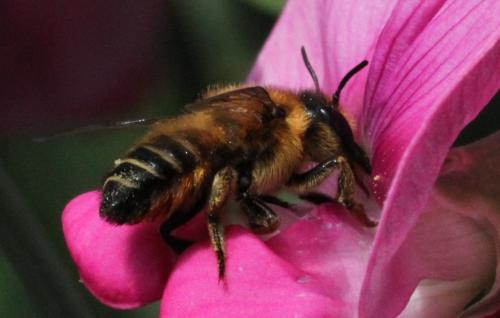 Megachile willughbiella